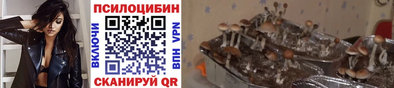 Галлюциногенные грибы Magic Shrooms  Купить где  Тогучин 